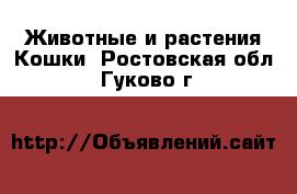 Животные и растения Кошки. Ростовская обл.,Гуково г.